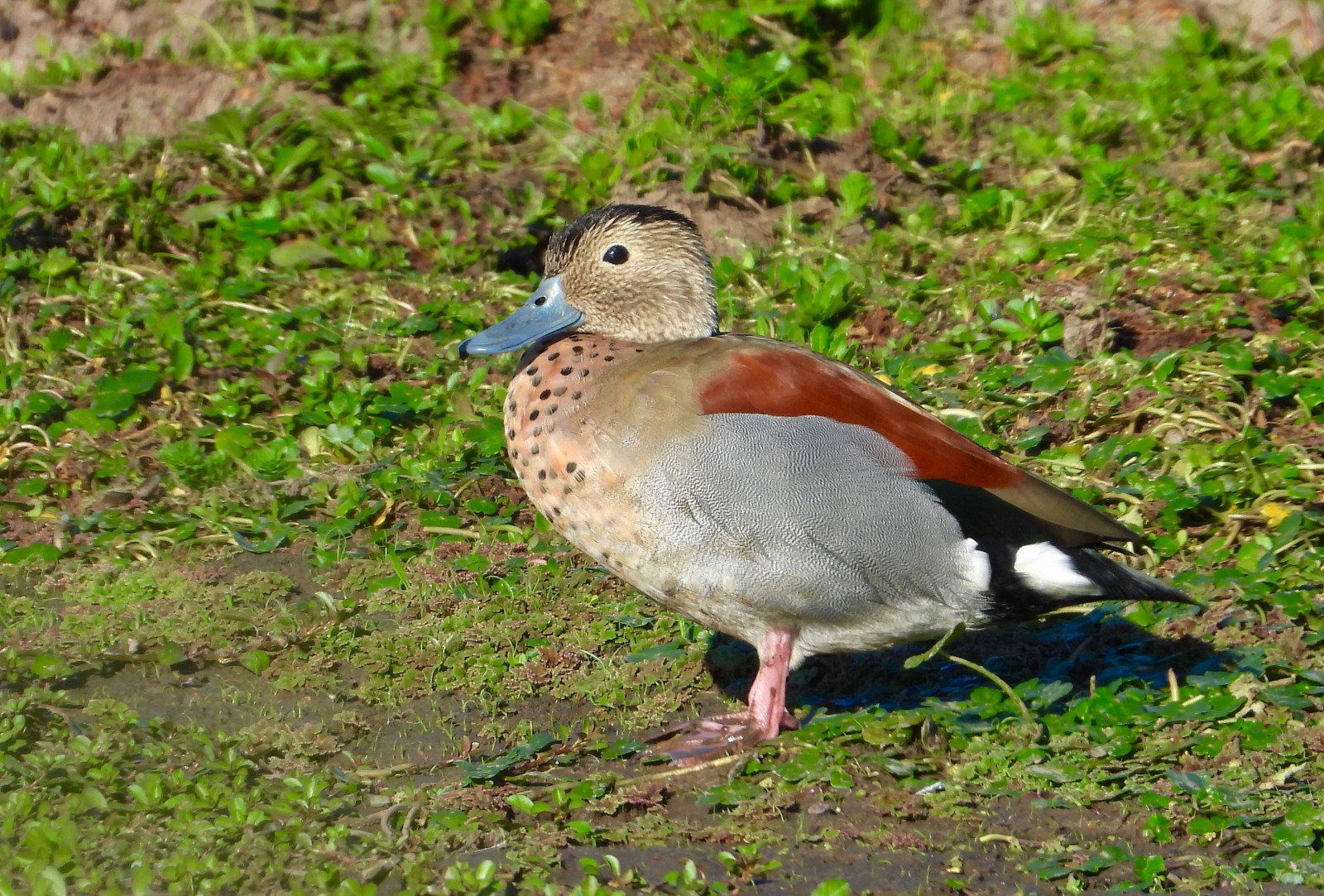 image Ringed Teal